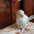 SAR 1000,  Hollandi Parrot For Sale