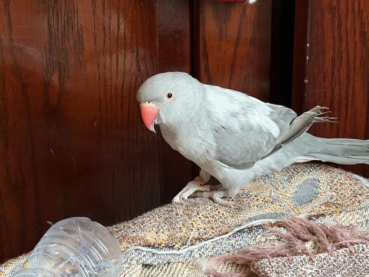 Khobar, Pet Supplies, SAR 1000,  Hollandi Parrot For Sale