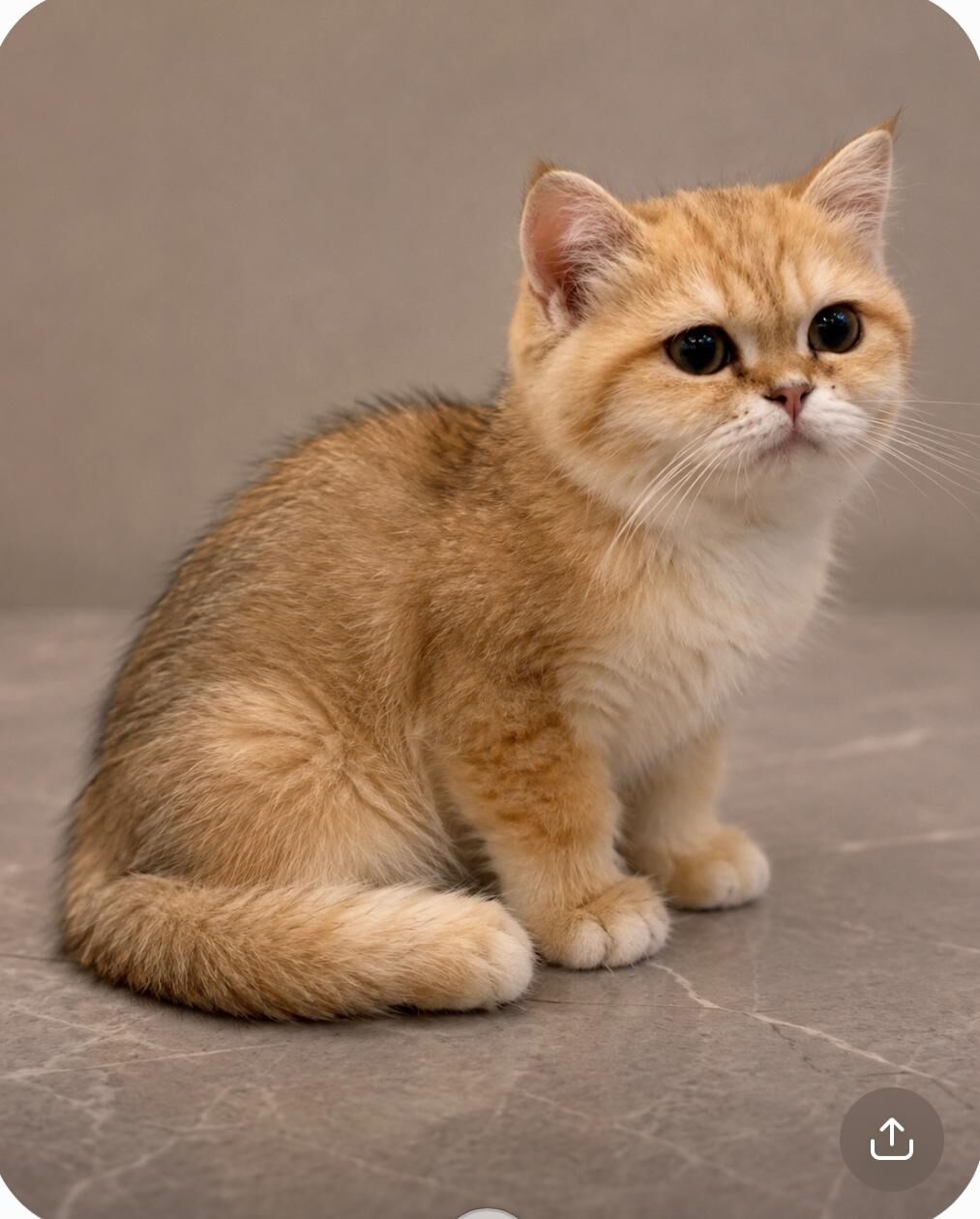 Riyadh, Pet Adoption, PURE BRITISH SHORTHAIR FOR ADOPTION IN SAUDI RIYADH