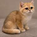 PURE BRITISH SHORTHAIR FOR ADOPTION IN SAUDI RIYADH