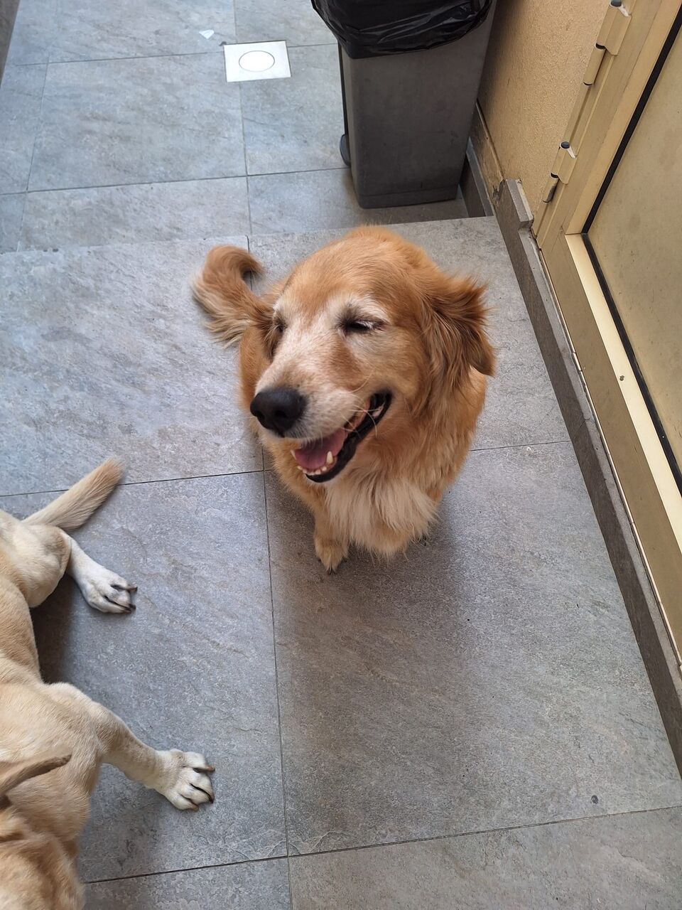 Saar, Pet Supplies, Donation Golden Retriever And A Labradour Friendly , 7 Years Old
