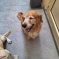 Donation Golden Retriever And A Labradour Friendly , 7 Years Old