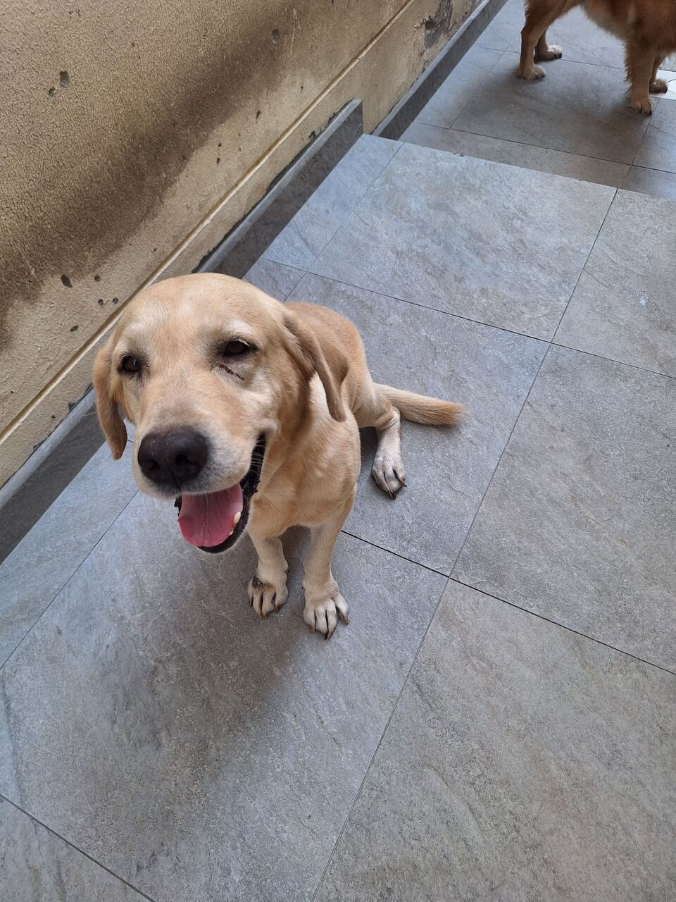 Saar, Pet Supplies, Donation Golden Retriever And A Labradour Friendly , 7 Years Old