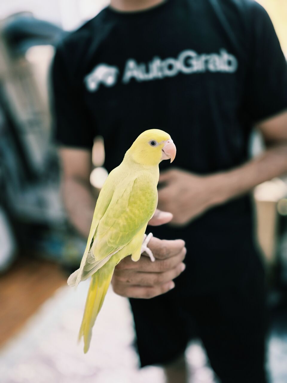 Riyadh, Pet Supplies, SAR 850,  YELLO RING NICK