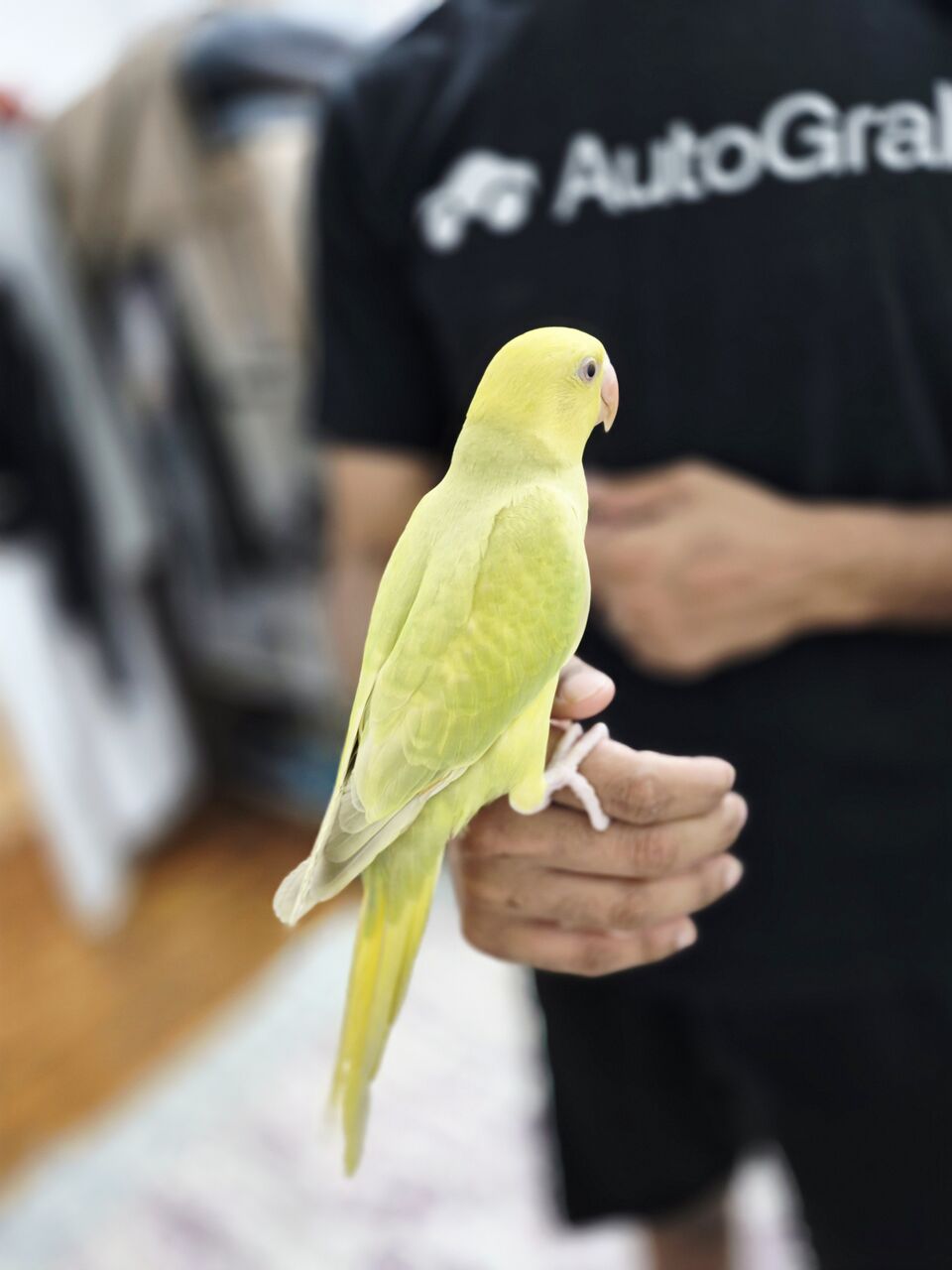 Riyadh, Pet Supplies, SAR 850,  YELLO RING NICK