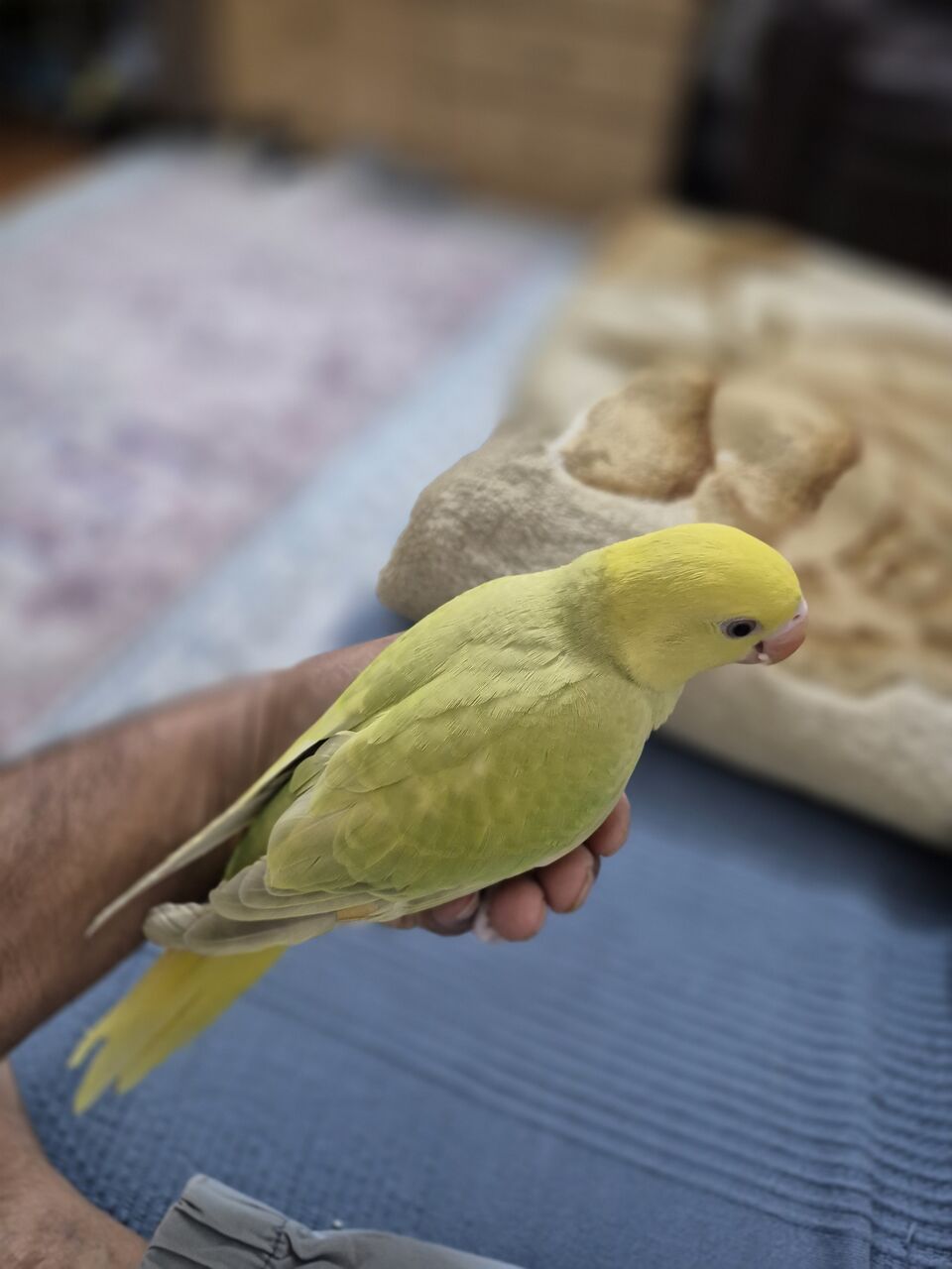 Riyadh, Pet Supplies, SAR 850,  YELLO RING NICK