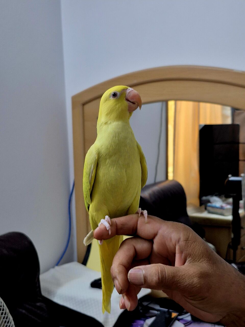 Riyadh, Pet Supplies, SAR 850,  YELLO RING NICK