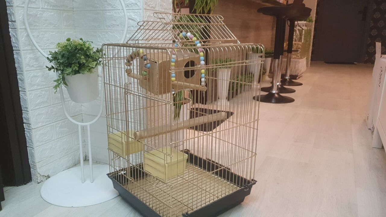 Riyadh, Pet Supplies, SAR 89,  Big Strong Cage/ Urgent Sale