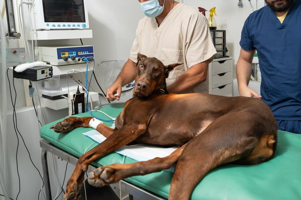 New York, Health, Veterinarian Carlsbad CA