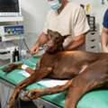 Veterinarian Carlsbad CA