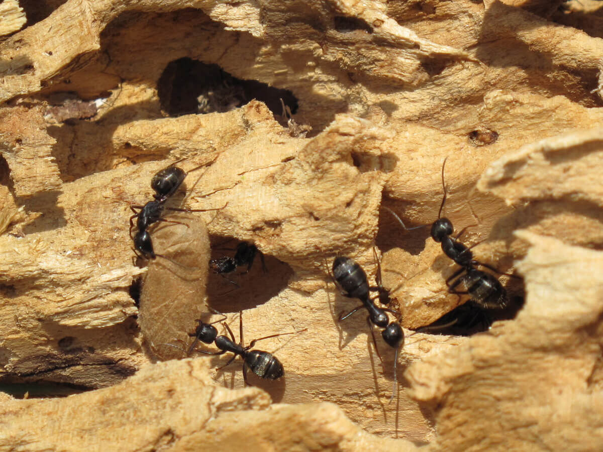 New York, Pest Control, Learn More About Native Eastern Subterranean Termites And Property Concerns