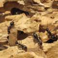 Learn More About Native Eastern Subterranean Termites And Property Concerns