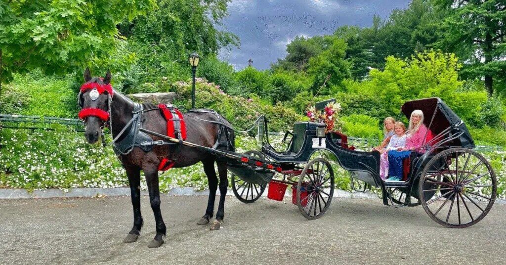 New York, Business, Central Park Horse And Carriage Ride