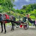 Central Park Horse And Carriage Ride