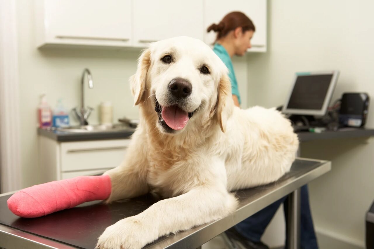 New York, Job Seekers, Oakdale Veterinary Center