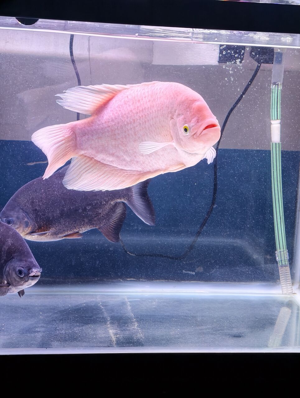 Muharraq, Pet Supplies, BHD 35,  Aquarium And Fish