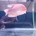 BHD 35,  Aquarium And Fish