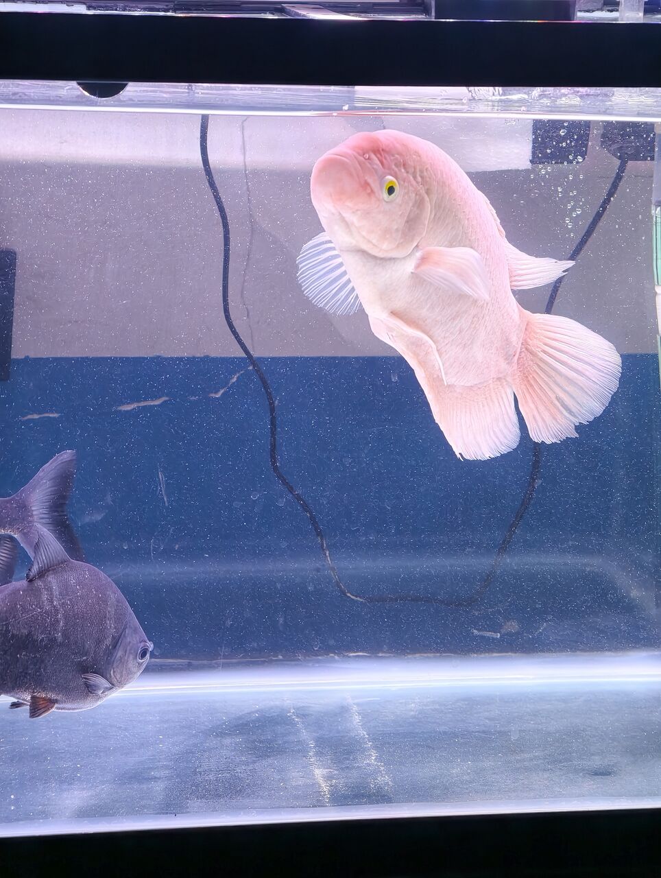 Muharraq, Pet Supplies, BHD 35,  Aquarium And Fish