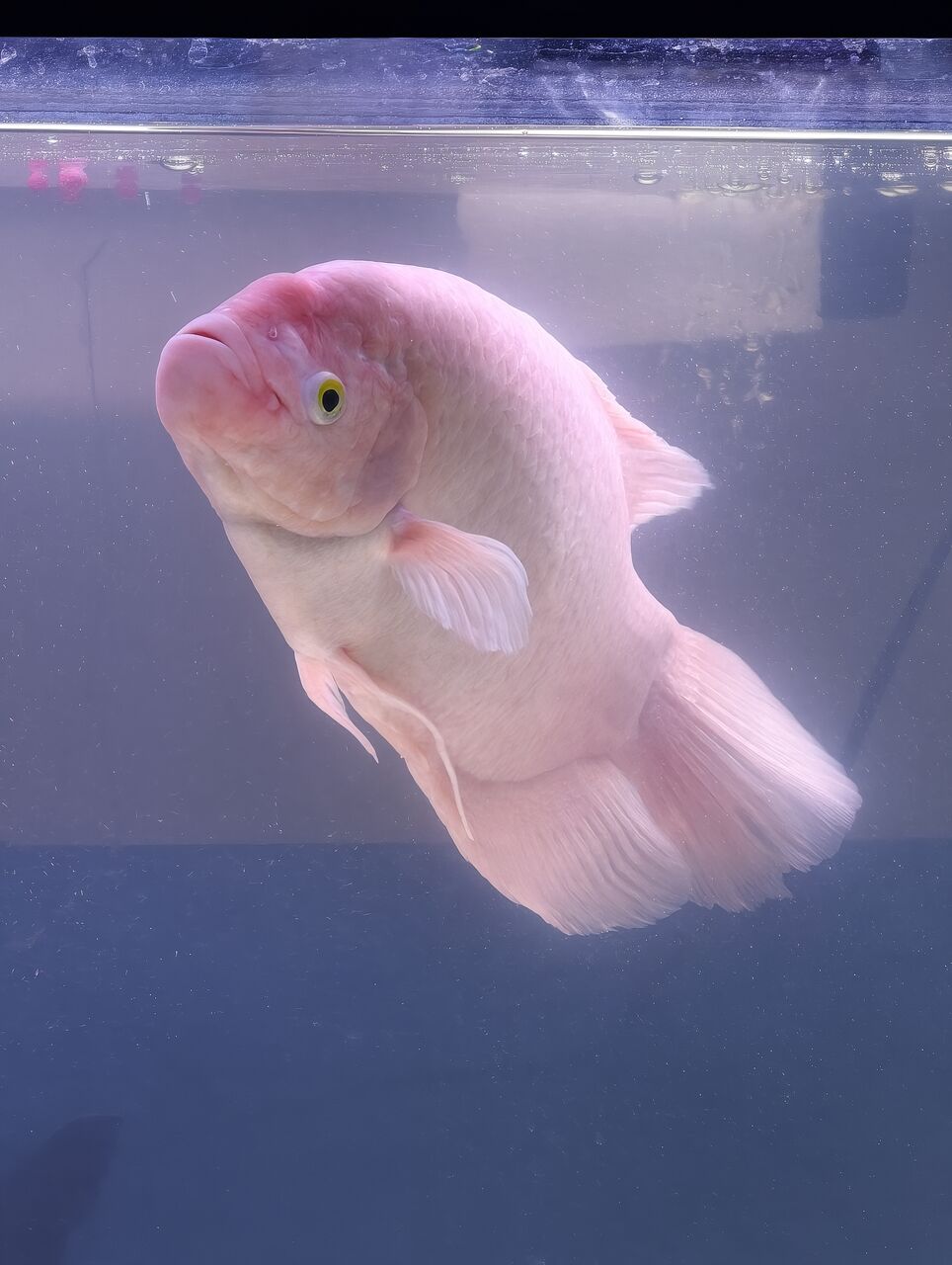 Muharraq, Pet Supplies, BHD 35,  Aquarium And Fish