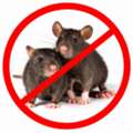 ✅✅ RATS AT HOME? STOP THE INFESTATION – RODENT CONTROL DAMMAM – ✅ 055 935 7772 ✅✅