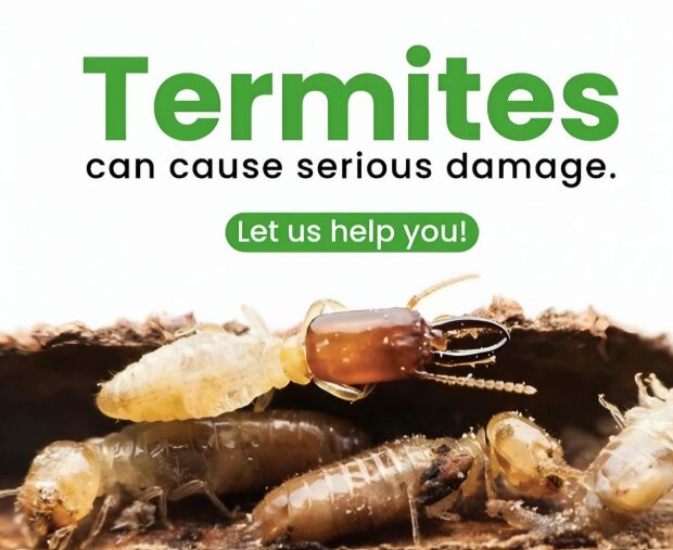 Al Shatea Al Sharqi, Pest Control, ✅✅ TERMITES DAMAGING WOOD? TREAT THEM NOW – TERMITE CONTROL DAMMAM – ✅ 055 935 7772 ✅✅