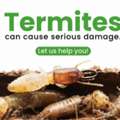 ✅✅ TERMITES DAMAGING WOOD? TREAT THEM NOW – TERMITE CONTROL DAMMAM – ✅ 055 935 7772 ✅✅