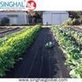 INR 38,  UV Stabilized Breathable Ground Covers For Sustainable Agriculture
