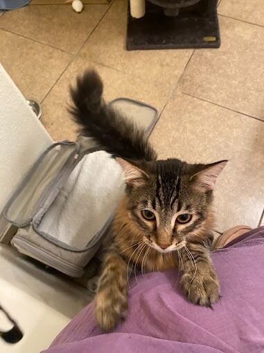New York, Pet Sitting, A Cat Hospital