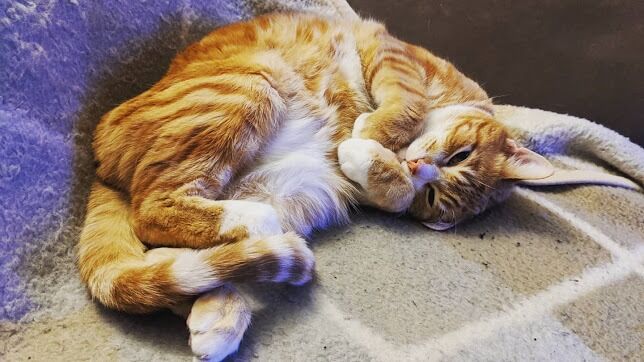 New York, Pet Sitting, A Cat Hospital