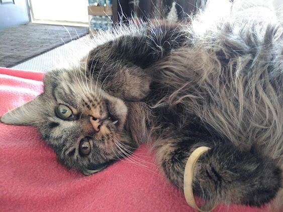 New York, Pet Sitting, A Cat Hospital