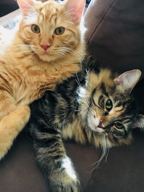 New York, Pet Sitting, A Cat Hospital