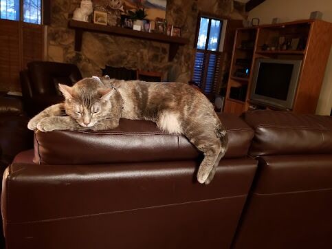 New York, Pet Sitting, A Cat Hospital