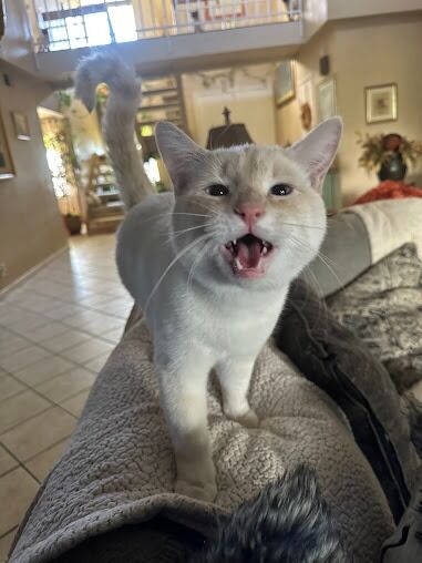 New York, Pet Sitting, A Cat Hospital