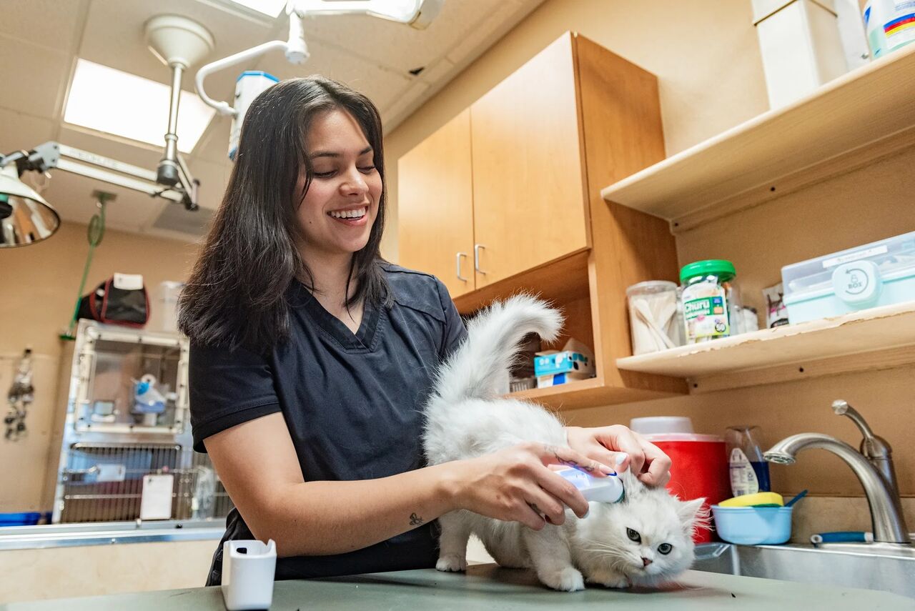 New York, Pet Sitting, A Cat Hospital