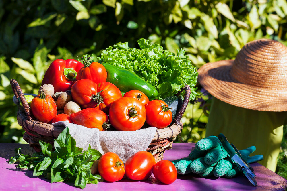 Mumbai, Farm/Garden, Best Vegetable Garden Plants For A Fresh Home Garden