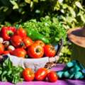 Best Vegetable Garden Plants For A Fresh Home Garden