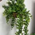 SAR 20,  Artificial Plants For Decoration