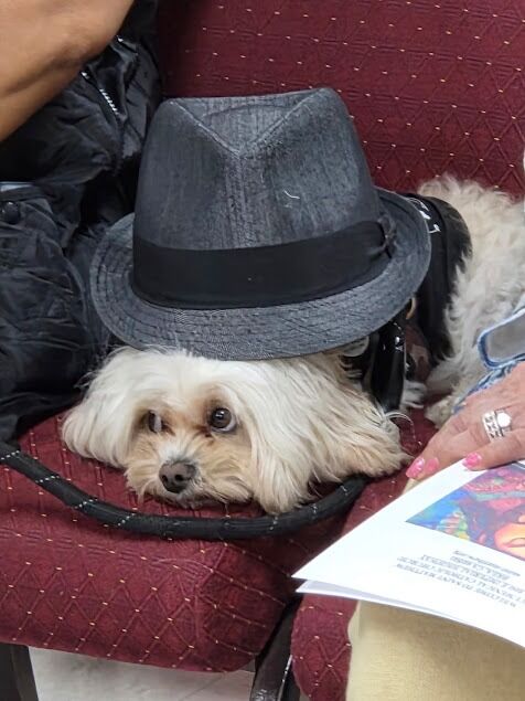 New York, Health, Katella Animal Clinic
