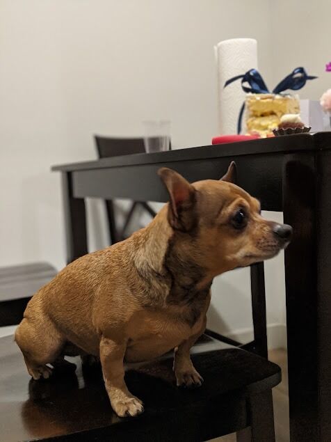New York, Health, Katella Animal Clinic