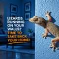 ✅✅ LIZARDS AROUND YOUR HOME? KEEP THEM OUT – LIZARD CONTROL DAMMAM – ✅ 055 935 7772 ✅✅