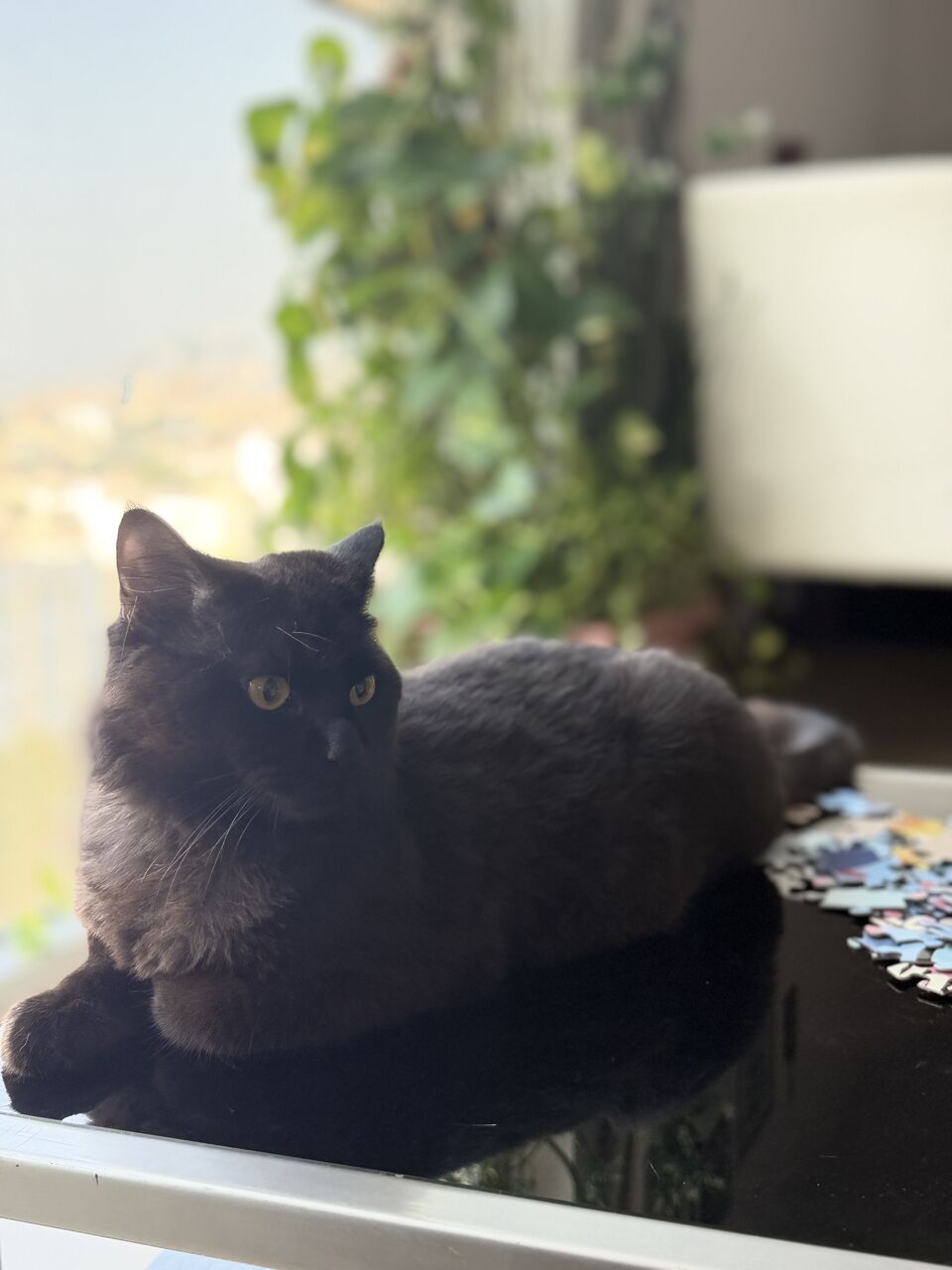 Zinj, Pet Supplies, Persian Mix Cat For Adoption