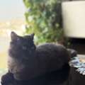 Persian Mix Cat For Adoption