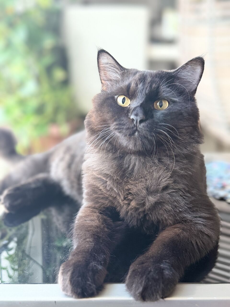 Zinj, Pet Supplies, Persian Mix Cat For Adoption