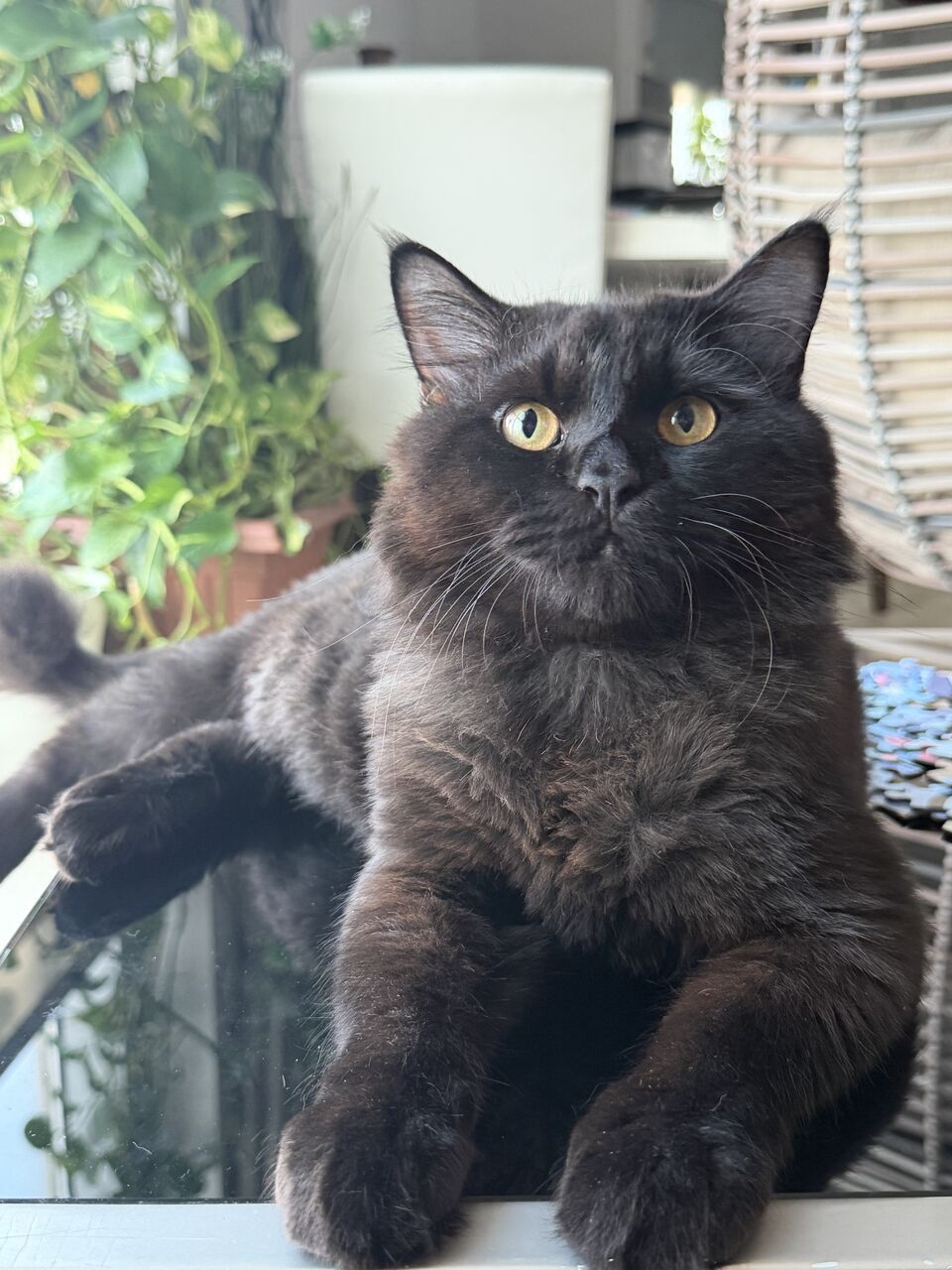 Zinj, Pet Supplies, Persian Mix Cat For Adoption