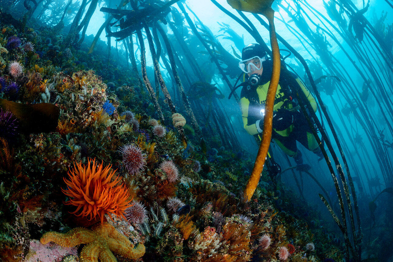 New York, Travel, South Africa Scuba Diving & Deep Sea Fishing Adventures