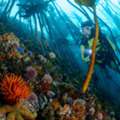 South Africa Scuba Diving & Deep Sea Fishing Adventures