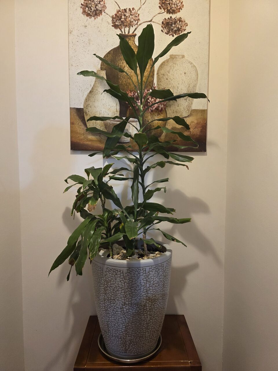 Adliya, Farm & Garden, BHD 10,  Bamboo Plant