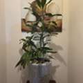 BHD 10, Bamboo Plant