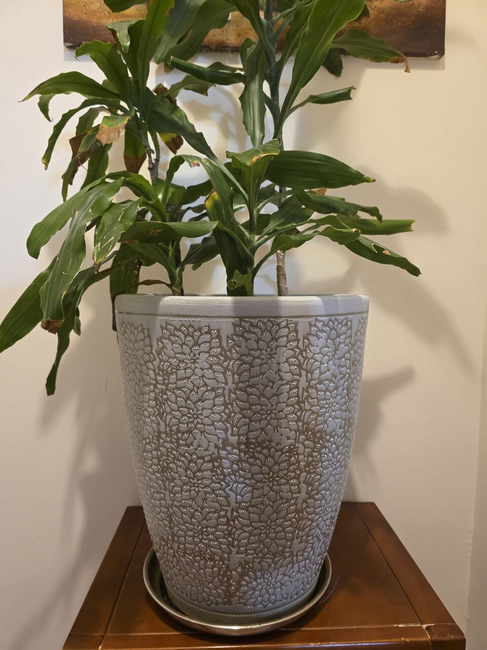 Adliya, Farm & Garden, BHD 10,  Bamboo Plant