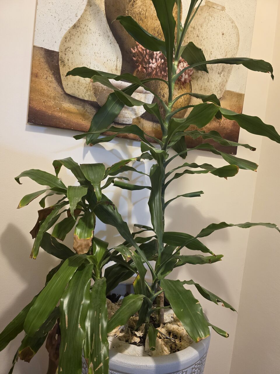 Adliya, Farm & Garden, BHD 10,  Bamboo Plant